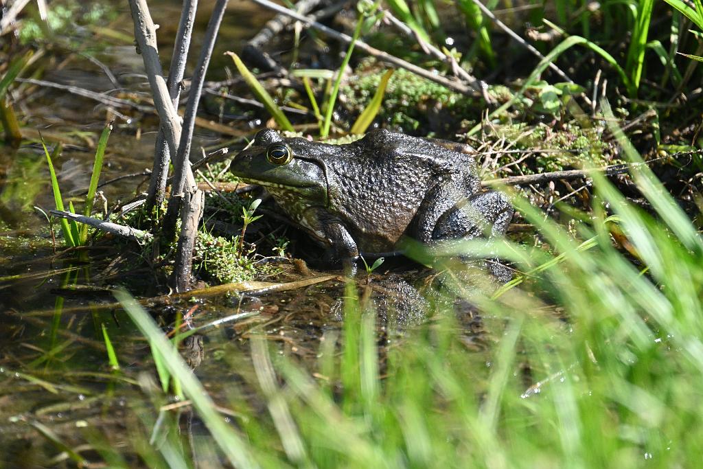 2025-05130025 Wachusett Meadow, MA.JPG - Bullfrog. Wachusett Meadow Wildlife Sanctuary, MA, 5-13-2025